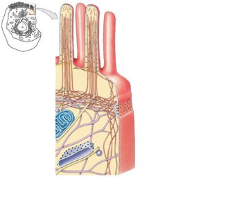 Cytoskeleton structure in a cell