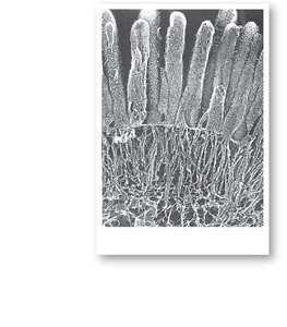 Microvilli on the surface of a cell