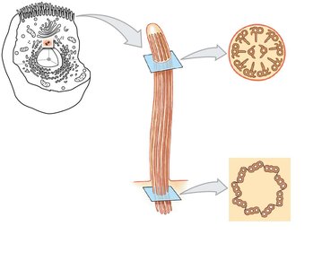 Structure of a motile cilium