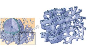 Rough and smooth endoplasmic reticulum