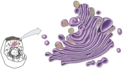 Golgi apparatus structure