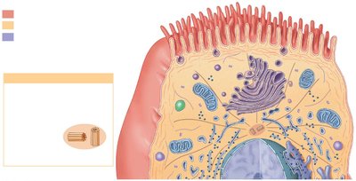 Diagram of a model cell showing major organelles
