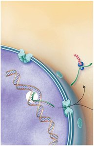Transcription of DNA to mRNA