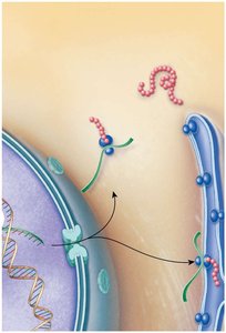mRNA leaves nucleus and binds to ribosome