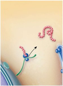 Protein synthesis on free ribosomes