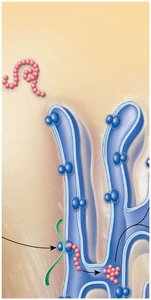 Protein synthesis on rough ER