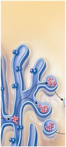 Transport vesicles with proteins