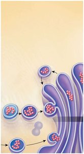 Vesicles fuse with Golgi apparatus