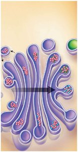 Protein modification in Golgi apparatus