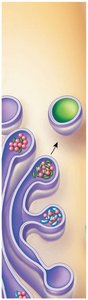 Vesicles leaving Golgi apparatus