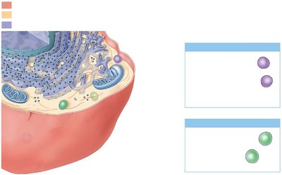 Lysosomes and peroxisomes in a cell