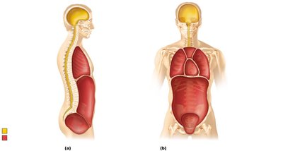 Dorsal and ventral body cavities (alternate view)