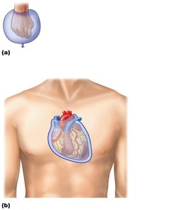Serous membrane relationships