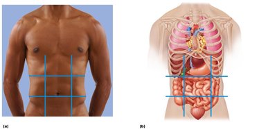 Abdominopelvic regions