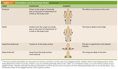 Orientation and directional terms table 3