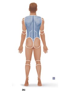 Posterior regional terms diagram