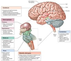 Brain division and function table