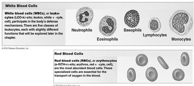 White Blood Cells and Red Blood Cells