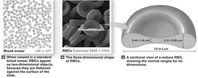 Structure of Red Blood Cells