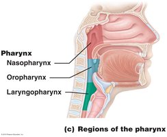 Illustration of paranasal sinuses in the face