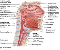 Anterior view of larynx and hyoid bone
