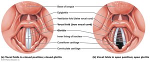 Vocal folds in closed and open positions