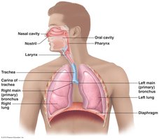 Diagram of respiratory system organs and airways