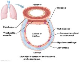 Cross-section of trachea and esophagus