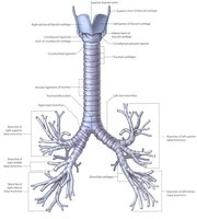 Bronchial tree showing bronchi, bronchioles, and alveoli