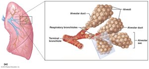 Alveolar sacs and respiratory bronchioles