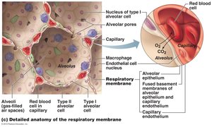 Detailed anatomy of the respiratory membrane
