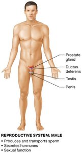 Male reproductive system