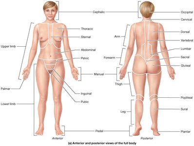 Regions of the body
