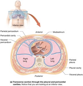 Pleural and pericardial membranes