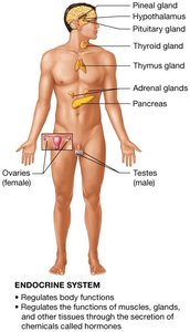 Endocrine system