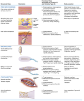 Table of general sensory receptors: structure, function, and location