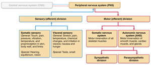 Functional organization of the peripheral nervous system
