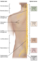 Spinal nerves and their distribution along the vertebral column