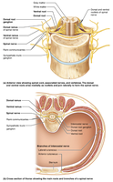 Cross-section of spinal cord showing roots, rami, and nerve branches