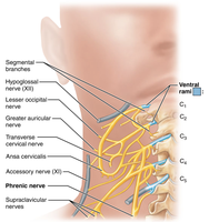 Cervical plexus and its major branches