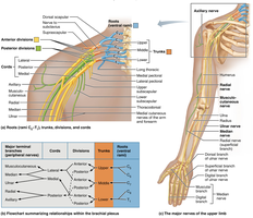 Brachial plexus and major nerves of the upper limb