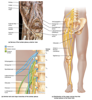 Lumbar plexus and its major branches