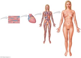 Diagram showing the progression from tissue to organ to organ system to organism