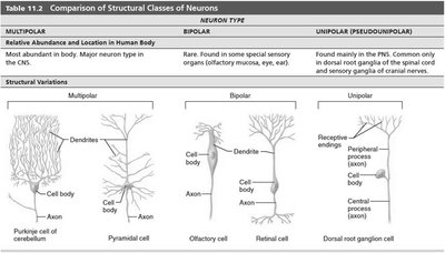 Neuron Activity Class Anatomy & Physiology Study Guide: Nervous System Overview | Notes