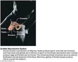 Male reproductive system