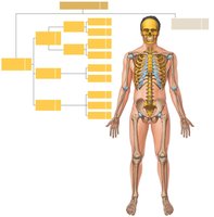 Overview of the human skeleton with labeled regions