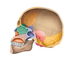 Sagittal section of the skull with labeled features