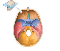 Cranial cavity floor (superior view) with labeled foramina