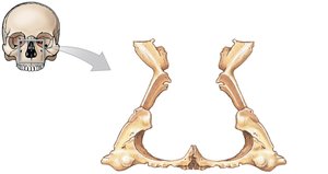 Palatine bone overview