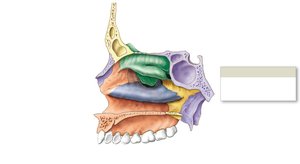 Sagittal view of the skull with nasal septum removed